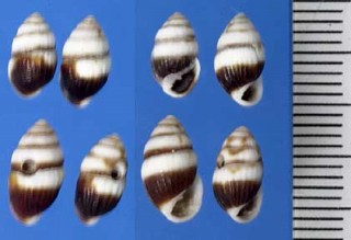 スソグロクチキレ 裾黒口切 Otopleura glans small