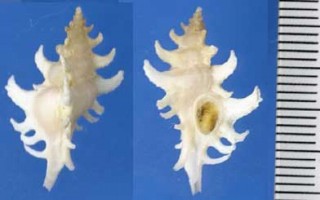 ベンテンガイ Poropteron uncinarius small