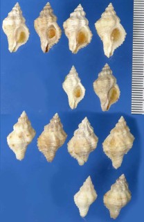 フロリダのカキナカセ類 Urosalpinx perrugata small