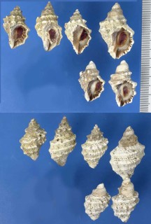 ゴウシュウレイシ Lepsiella scobina small