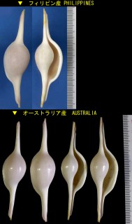 ツマベニヒガイ Volva volva volva small