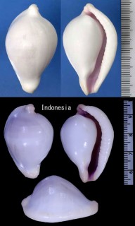 クチムラサキウミウサギ Ovula costellata small