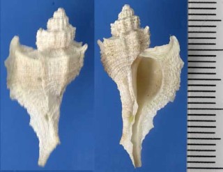 ヨウラクガイの仲間 Pteropurpura ogasawarai small