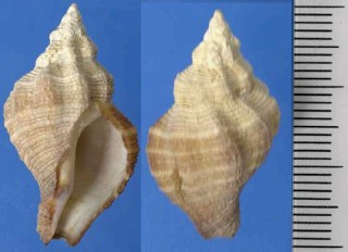 トゲナシヨウラクの仲間 Ocenebra buxea small