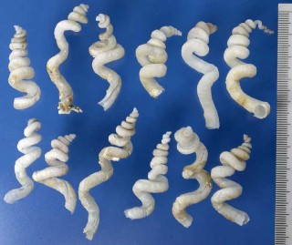 ミミズガイ Siliquaria cumingi small