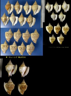 コブシシドロ Dolomena labiosa small