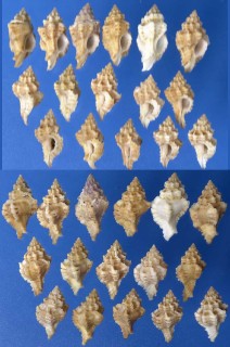 ツブリボラの仲間 Murexiella levicula small