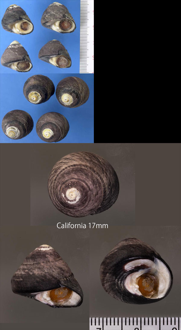 ハチマキクボガイ Tegula funebralis small
