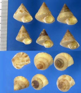 カゲロウエビス 仮称 Calliostoma perfragile small