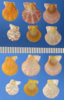 オイワイヒオウギ Spathochlamys benedicti small