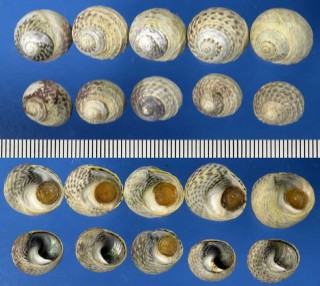 ミナミクロツケの一種 Diloma subrostrata small