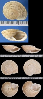 ギリシャカサマイマイ Iberus gualtieranus small