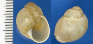 キイロオオアカマイマイ Austroborus lutescens small