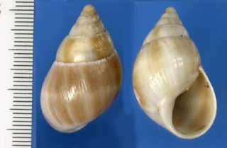 コアフリカマイマイモドキ Leucotaenius proctori small