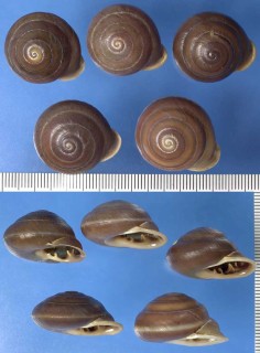 ホソクチココアマイマイ Pleurodonte sinuata small