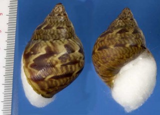 オドリコマイマイ Sultana sultana small