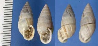 フクレアラハダマイマイ Cyclodontina inflata small
