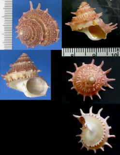 バーチハリサザエ Bolma bartschi small
