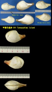 オオシャクシガイ 大杓子貝 Cuspidaria nobilis small