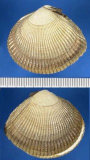 ホソスジイシカゲ Clinocardium uchidai small