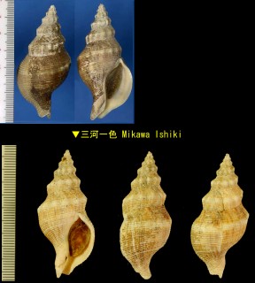 マユツクリ Siphonalia spadicea small