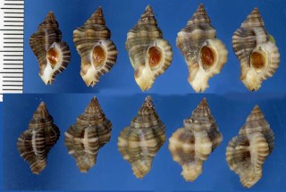 トゲナシヨウラク Ocenebra inermicosta small