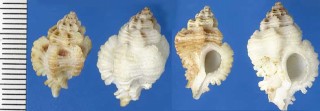 エマーソンヨウラク (仮称) Favartia emersoni small