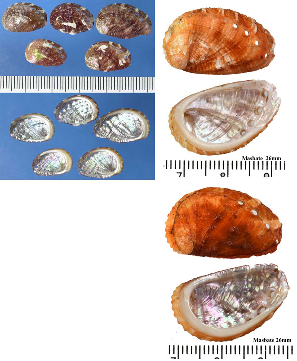 ミナミノトコブシ Haliotis dohrniana small