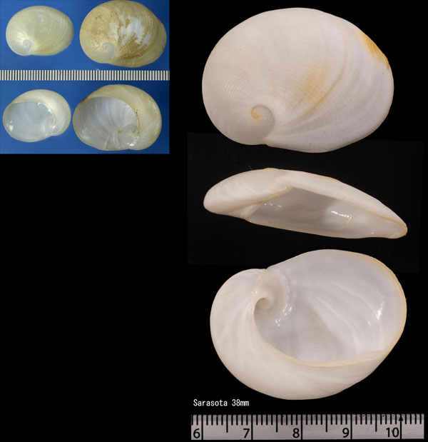 アメリカフクロ Sinum perspectivum small