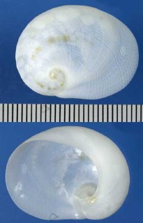 アワビナリフクロ Sinum haliotoideum small