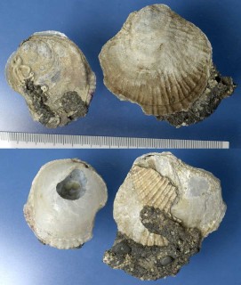 ナミマガシワモドキ Monia macroschisma small