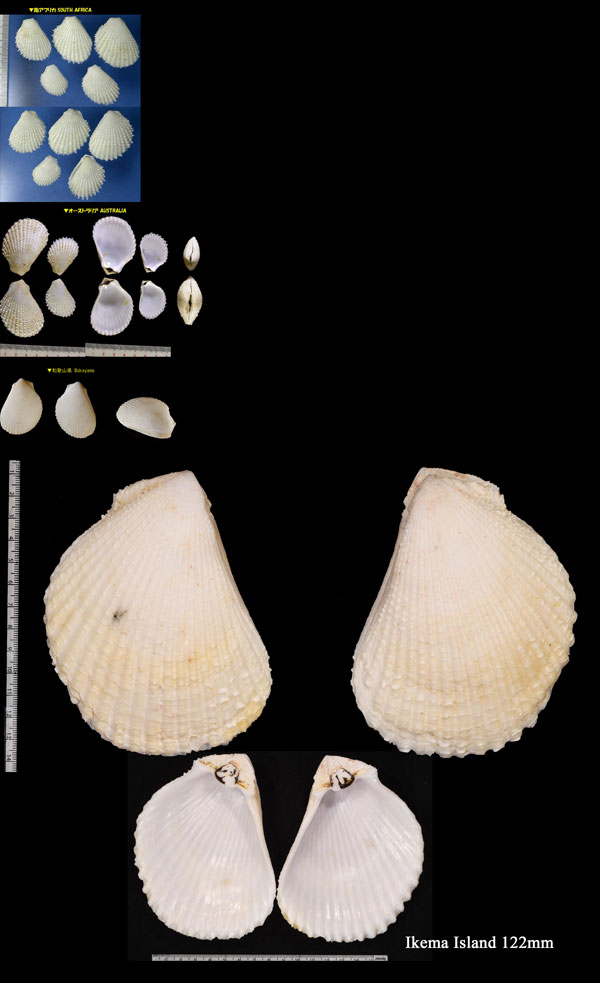 ミノガイ 蓑貝 Lima vulgaris small
