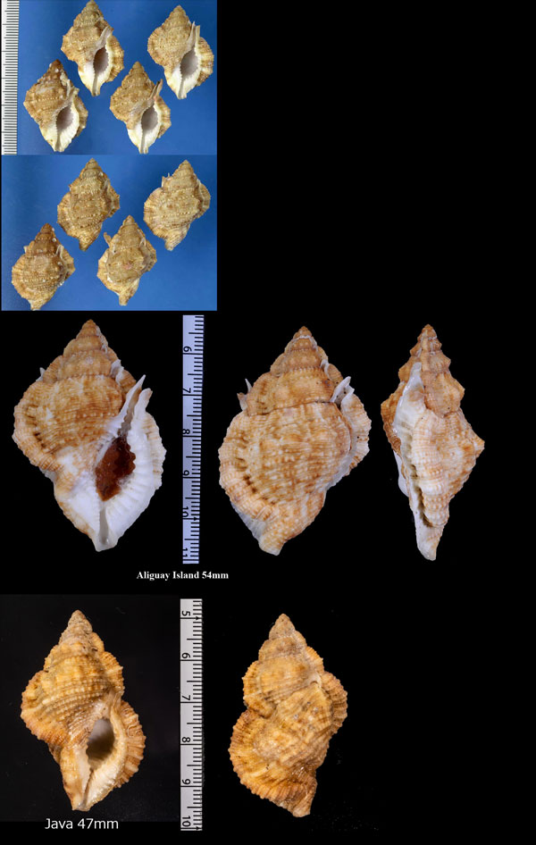 ヤスリミヤコボラ Bufonaria gnorima small