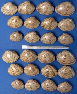 サラサワスレ Megapitaria maculata small