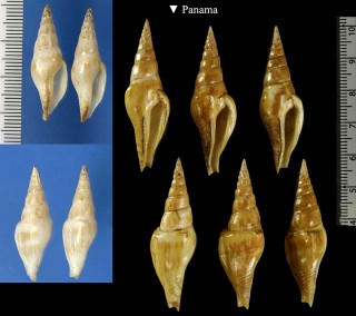 ツムガタソデマツムシ Strombina fusinoidea small