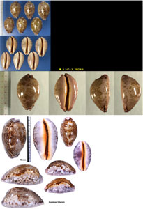 ウラジロハラダカラ (キングチハラダカラ) Leporicypraea mappa rosea small