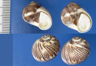 ホソスジタマガイ Natica filosa small