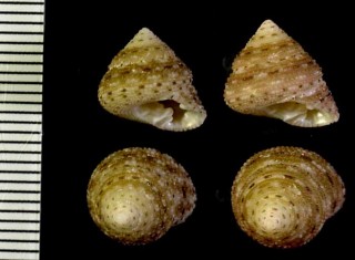 ウスイロナツモモ Clanculus clanguloides small