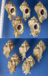 カザリガンゼキ Chicomurex elliscrossi small