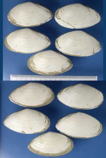 アラスジサラガイ Megangulus zyonoensis small