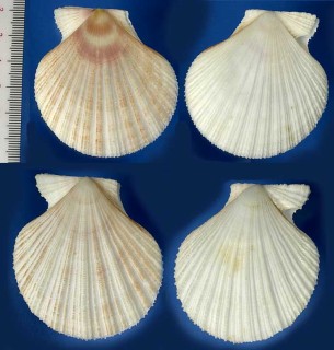 キタノニシキ Chlamys islandica forma albida small