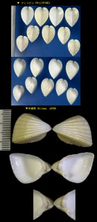 ハートガイ Lunulicardia hemicardium small