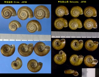 ヤマクルマ 山車 Spirostoma japonica small
