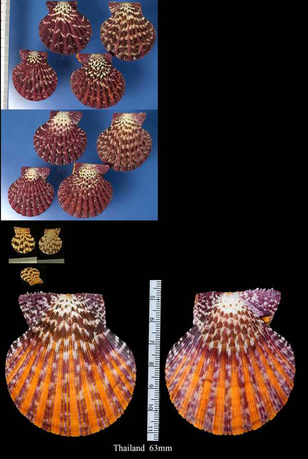 チサラガイ Gloripallium pallium small