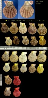 シロチョウニシキ (ツヅレノニシキ) Chlamys fulvicostatum luculenta small