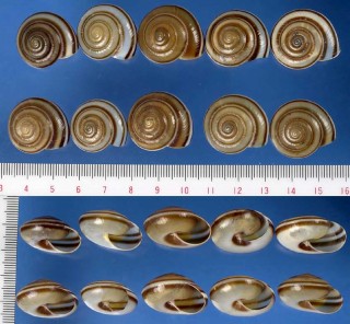 ジャワタチバナマイマイ Elaphroconcha javacensis small