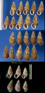 オリオンマイマイ Amphidromus filozonatus small