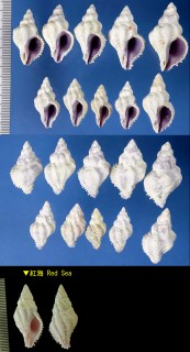 スジサンゴヤドリ Mozambique form Coralliophila costularis small