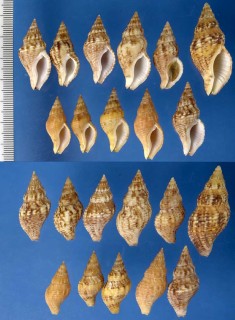 ニュージーランドボラの仲間 Cominella capensis small