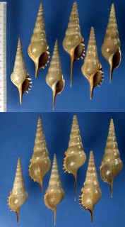 オハグロハシナガソデ Tibia fusus melanocheilus small